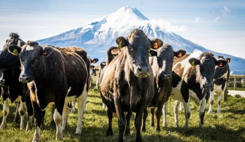 The Taranaki rural voters looking for a new direction