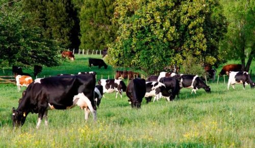 Fonterra may announce record opening milk price for next season