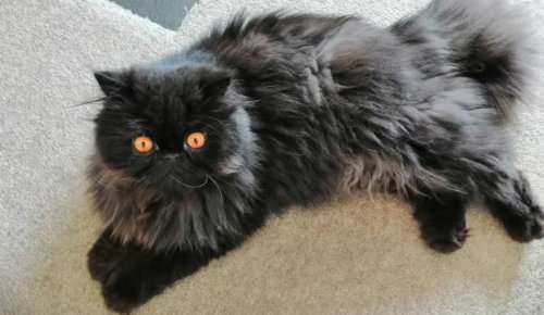 Furry Friday: Eyes that mesmerise