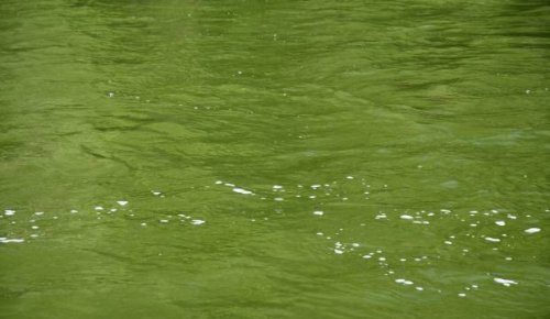 Rotorua lake's water the colour of trees as algal blooms paint it green