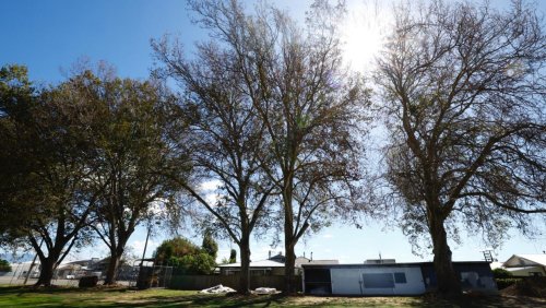 Trees ‘poisoned’ at home of cricket in Marlborough