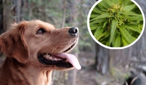 The owners who are sourcing black market CBD oil for their pets