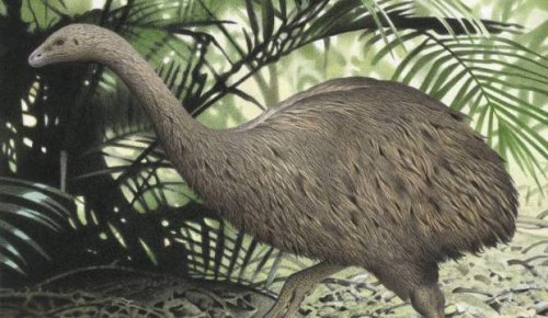 Moa shaped some of our rare plants, new study suggests