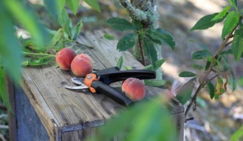 Forget a petrol excise holiday, consider the peaches