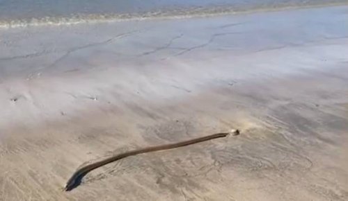 Watch: 'Incredibly' long snake eel spotted slithering into sand on Northland beach