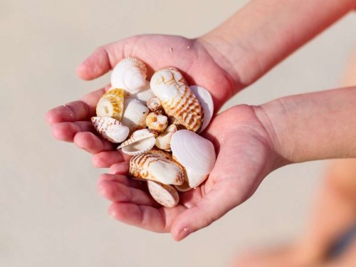 Ökosystem Meer schützen: Muscheln am Strand sammeln: Wo ist es erlaubt?
