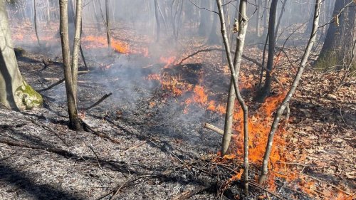 Verdächtiger vorläufig festgenommen: 15-Jähriger soll Waldbrand in Stuttgart-Rohr gelegt haben