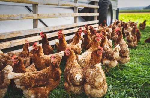 Geflügelpest breitet sich rund um Stuttgart aus: Die Region kämpft gegen die Vogelgrippe