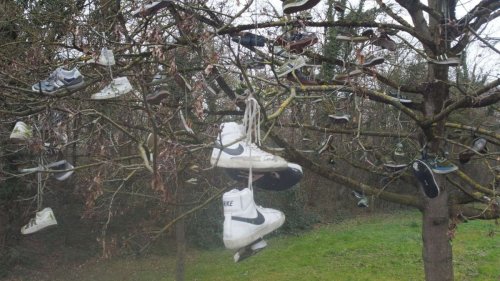 Skurriler Trend: Warum hängen Dutzende Turnschuhe in einem Baum in Marbach?