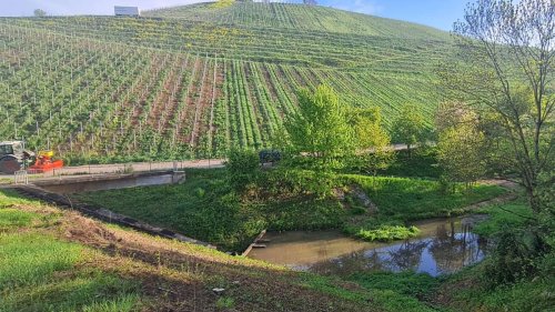Nach stundenlanger Suche in Stuttgart: Junge Frau in Untertürkheimer Weinbergen tot aufgefunden