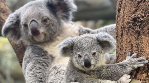 Wilhelma Stuttgart: Die jungen Stuttgarter Koalas haben jetzt auch Namen
