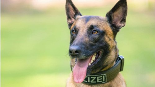 Vorfall in Stuttgarter S-Bahn: DB-Mitarbeiter angegriffen –Polizeihund beißt Verdächtigen