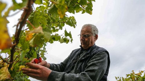 Wozu Champagner?: Großartiger Sekt aus Stuttgart