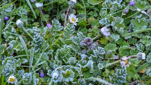 Stuttgart: Die Kälte kommt - Expertin rät zum Frostschutz im Garten