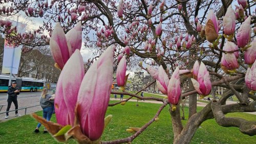 Magnolienblüte in Stuttgart beginnt: Magnolienbäume sorgen für Blütenpracht auf dem Schlossplatz