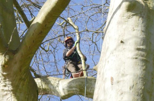 Exotischer Garten Hohenheim: Gestutzte Platane wird Nationalerbe-Baum