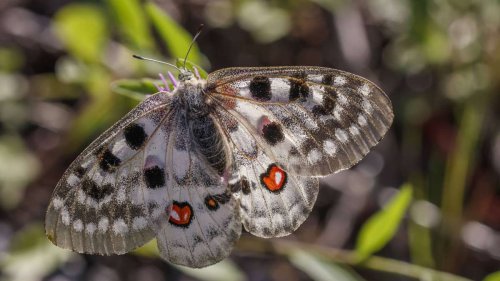 Mosel-Apollofalter: Das ist der „Schmetterling des Jahres“