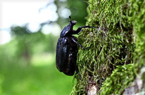 Käferforscher aus Hohenheim: Hunderte Tierchen bewohnen eine Eiche
