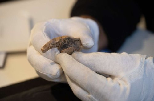 Archäologie: 35 000 Jahre alte Pferdefigur entpuppt sich als Bär