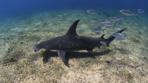 Bahamas: Hammerhaie werden zu Stubenhockern