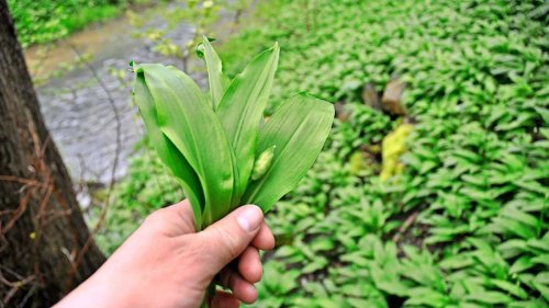 Bärlauch im Kreis Esslingen: Bärenkräfte für die Frühlingsküche