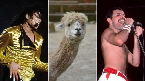 „Freddie hat das nicht gefallen“: Wie ein Lama ein Duett von Michael Jackson und Freddie Mercury verhinderte