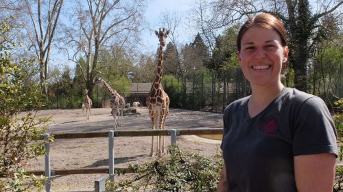 Im Afrika-Revier in der Wilhelma: Warum die Netzgiraffen nicht zu den Langschläfern gehören