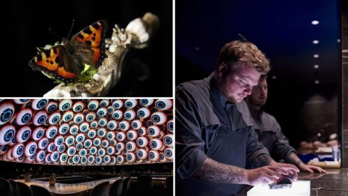 Das außergewöhnlichste Restaurant der Welt: Wo sie Schmetterlinge essen
