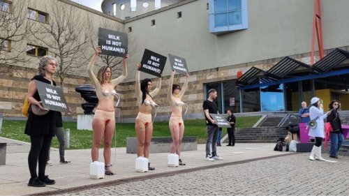 Demo gegen Kuhmilch in Stuttgart: Tierrechtsaktivisten demonstrieren in der Stadtmitte