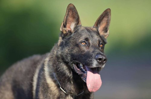Berlin: Polizist erschießt aggressiven Schäferhund mit Maschinenpistole