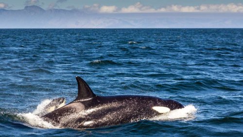 Schwertwal vor Südafrika: „Bahnbrechender Einblick“: Einzelner Orca tötet Weißen Hai