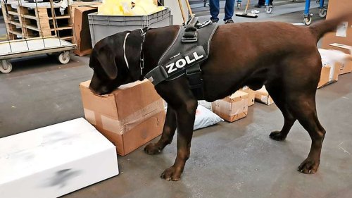Zollkontrolle am Flughafen Stuttgart: Drogenspürhund erschnüffelt 5,3 Kilo Marihuana
