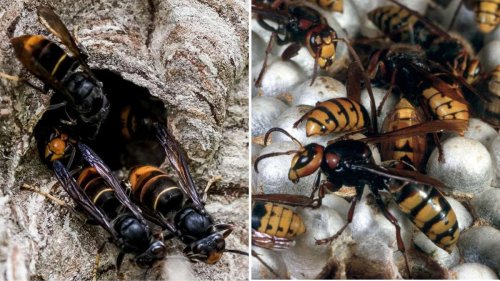 Invasive Art im SГјdwesten: Nester gefunden вҖ“ Wie gefГӨhrlich ist die Asiatische Hornisse?