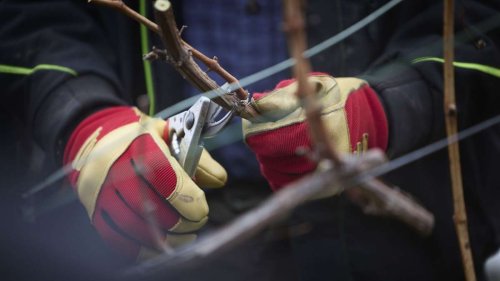 Remstal: Weinbau in der Krise: Retten Bienen verwilderte Steillagen?