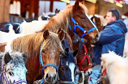 Pferdemarkt in Leonberg: Zum Neustart rocken Eddy und seine Freunde