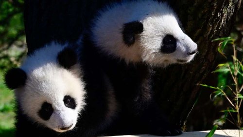 Berlin: Panda-Zwillinge wagen erste Kletterversuche