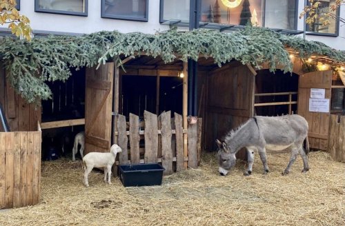 Lebende Krippe in Stuttgart: Ein Esel zwischen Jesus und Pommes – trotz Bedenken von Tierschützern