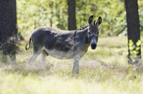 Naturschutz: Esel im Einsatz für den Artenschutz