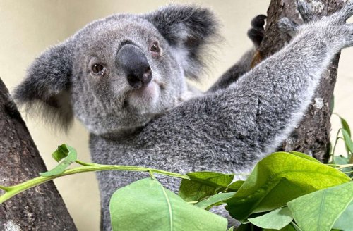Neues aus der Wilhelma: Die 7 beliebtesten Zoos Deutschlands