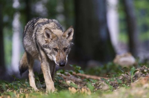 Baden-Württemberg: Rinder reißende Wölfe kommen auf die Abschussliste