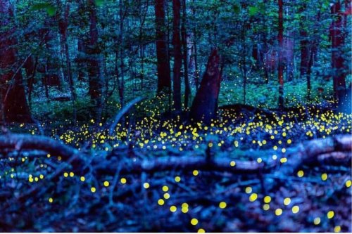 Where to See Fireflies in the South