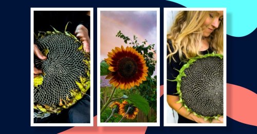 A guide for growing sunflowers successfully at home (and how to eat them)