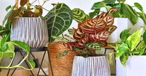 How to stop those annoying little flies from taking over your houseplants