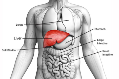 7 Signs Your Liver in Trouble on Substack