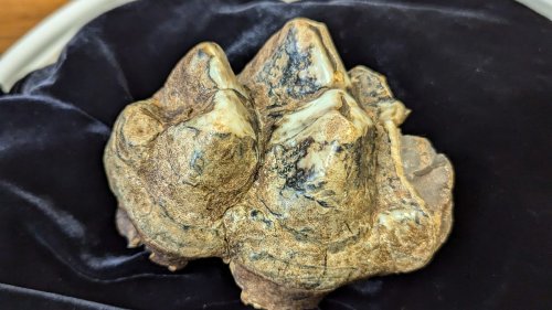 Lost Bones #2 (Not Worth Losing an Ear)