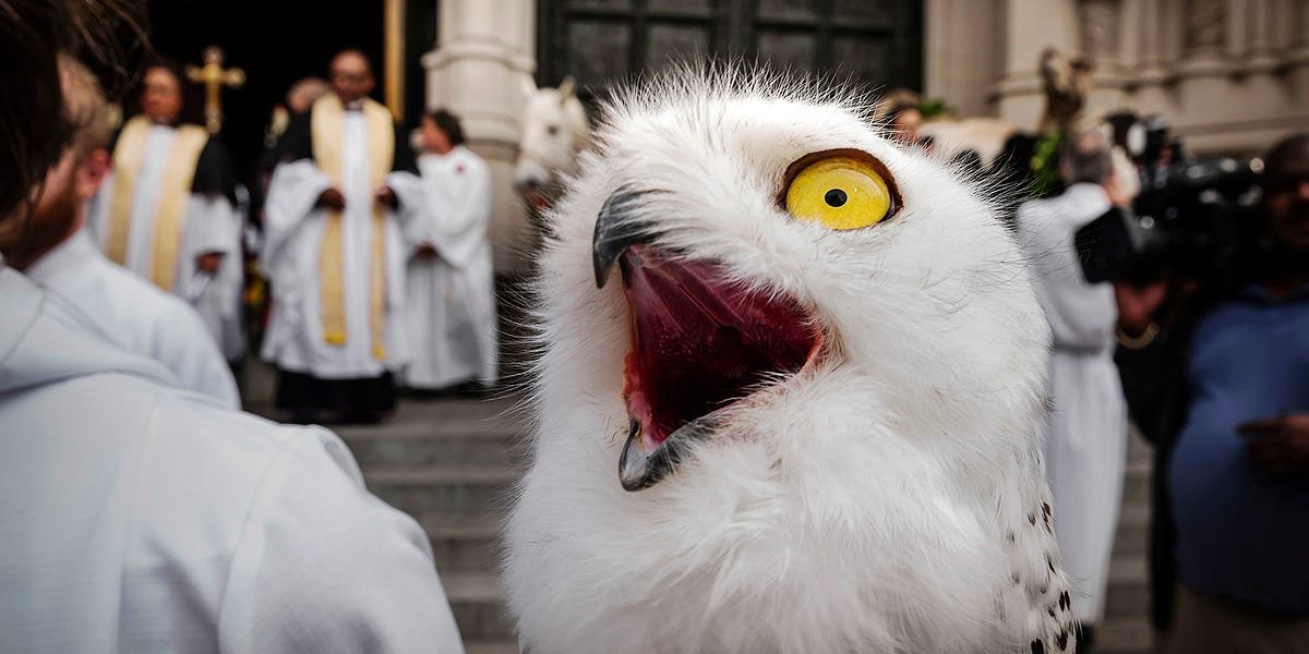 The Surreal Ritual of Animal Blessings in St John's Cathedral, NYC