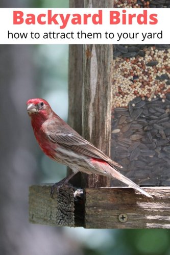 How to Attract Birds to Your Backyard