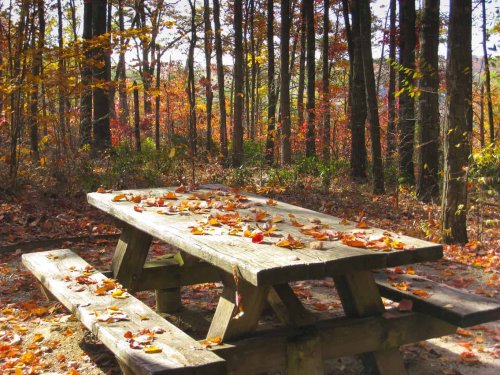 Simple Fall Activities to Celebrate Cooler Weather - Suburbia Unwrapped
