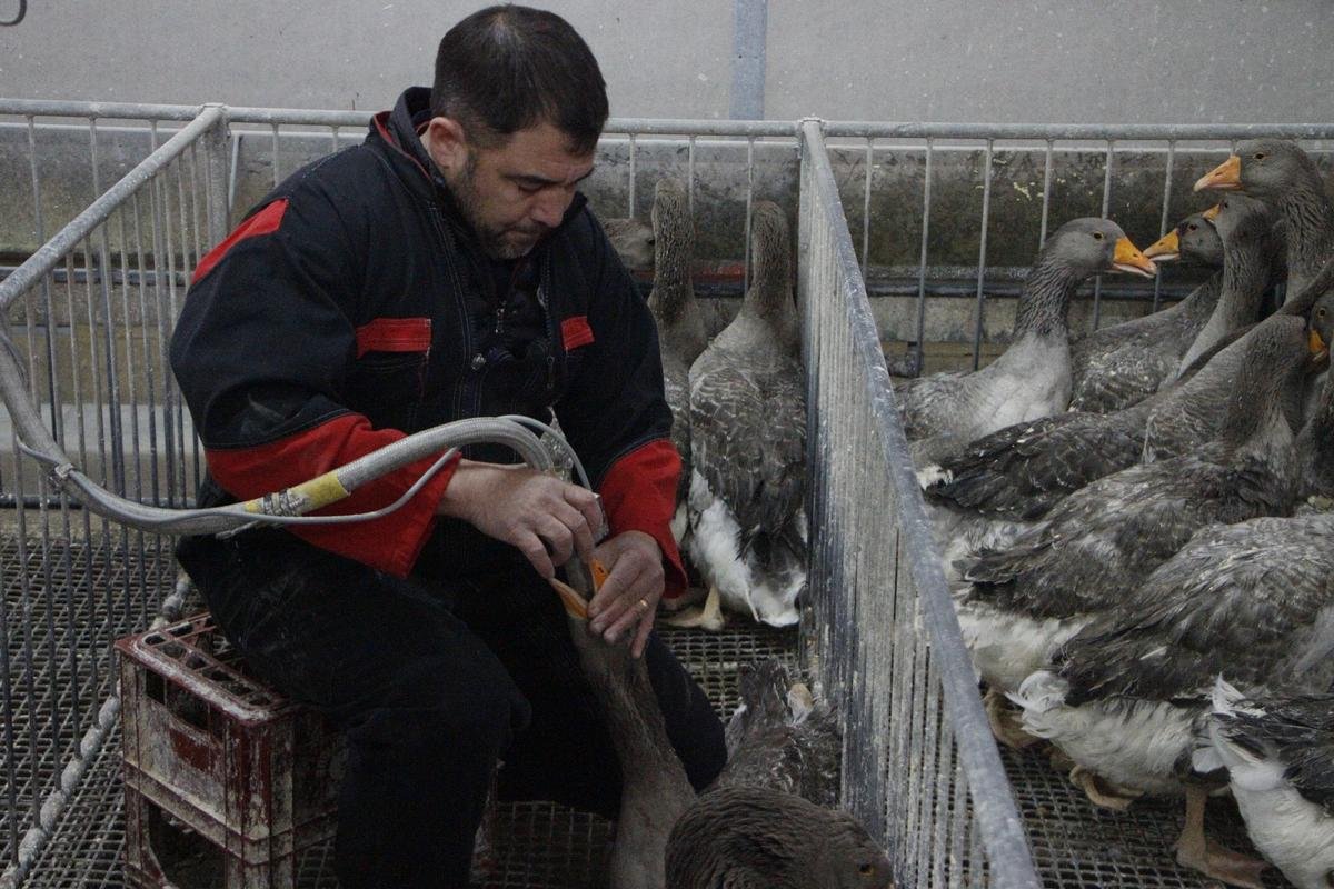 Fest’Oie en Dordogne : le gavage, « c’est le cœur de notre métier et ce n’est pas de la maltraitance animale »