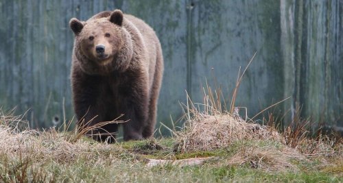 La saga de l’ours brun dans les Pyrénées